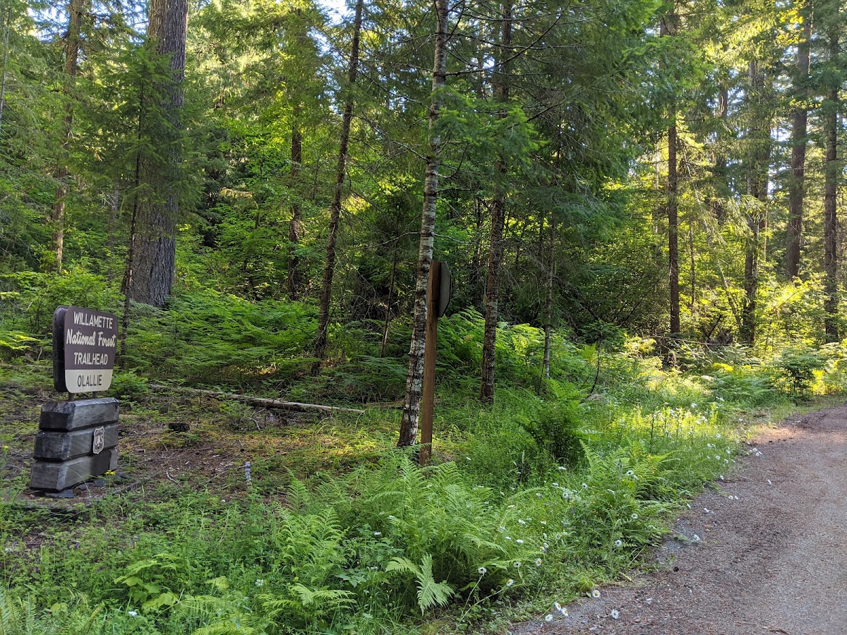 Olallie Trail #3529