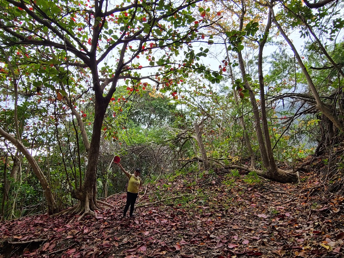 Maunawili Ditch Trail