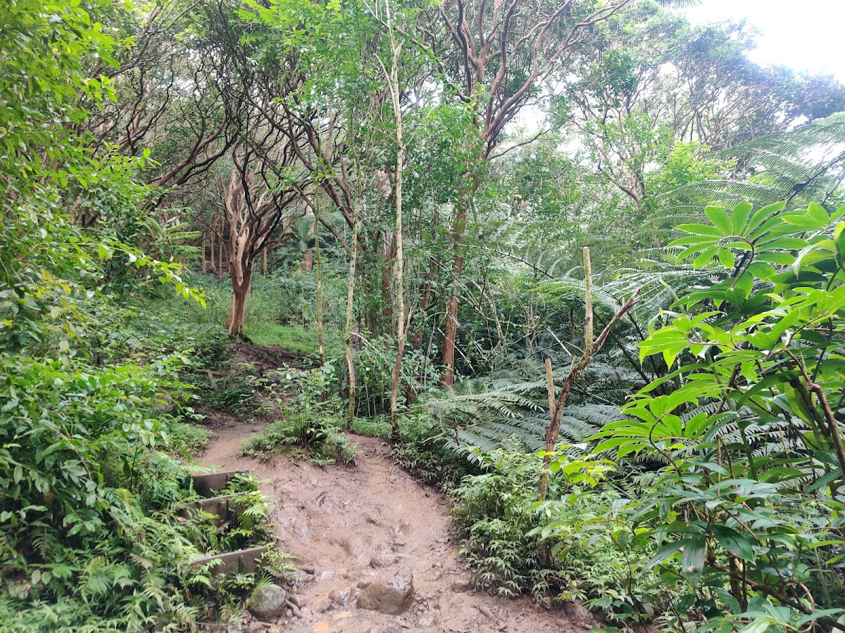 Maunawili Trail