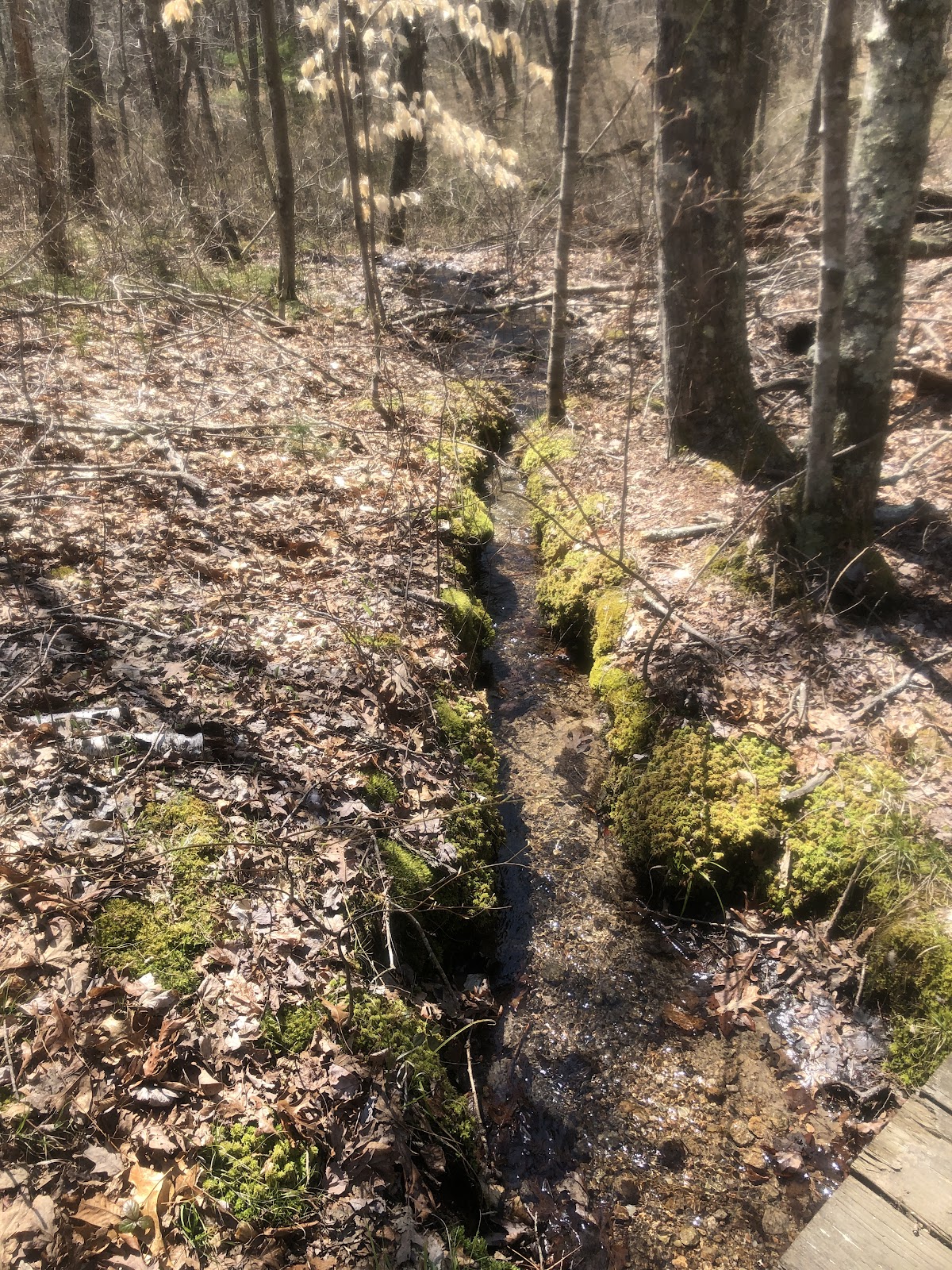 Sammy C Trail