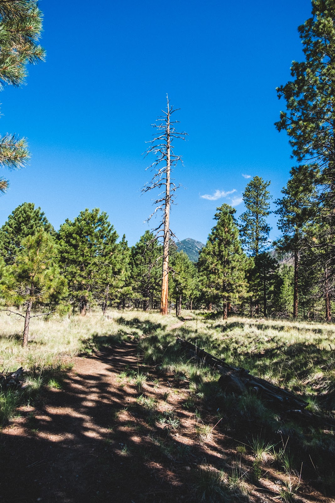 Weatherford Trail