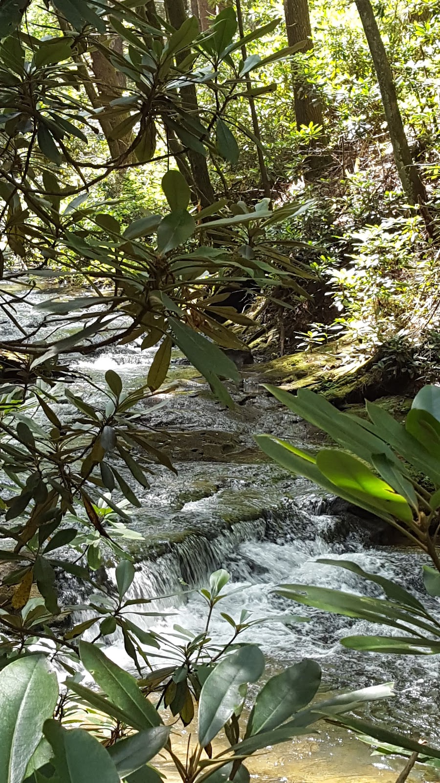 South Fork Jacks River