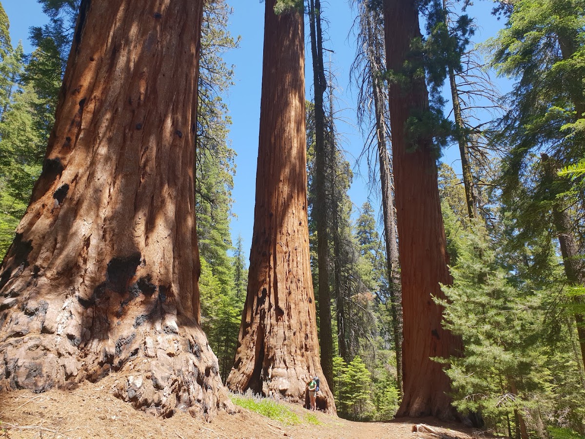 Hart Tree Trail