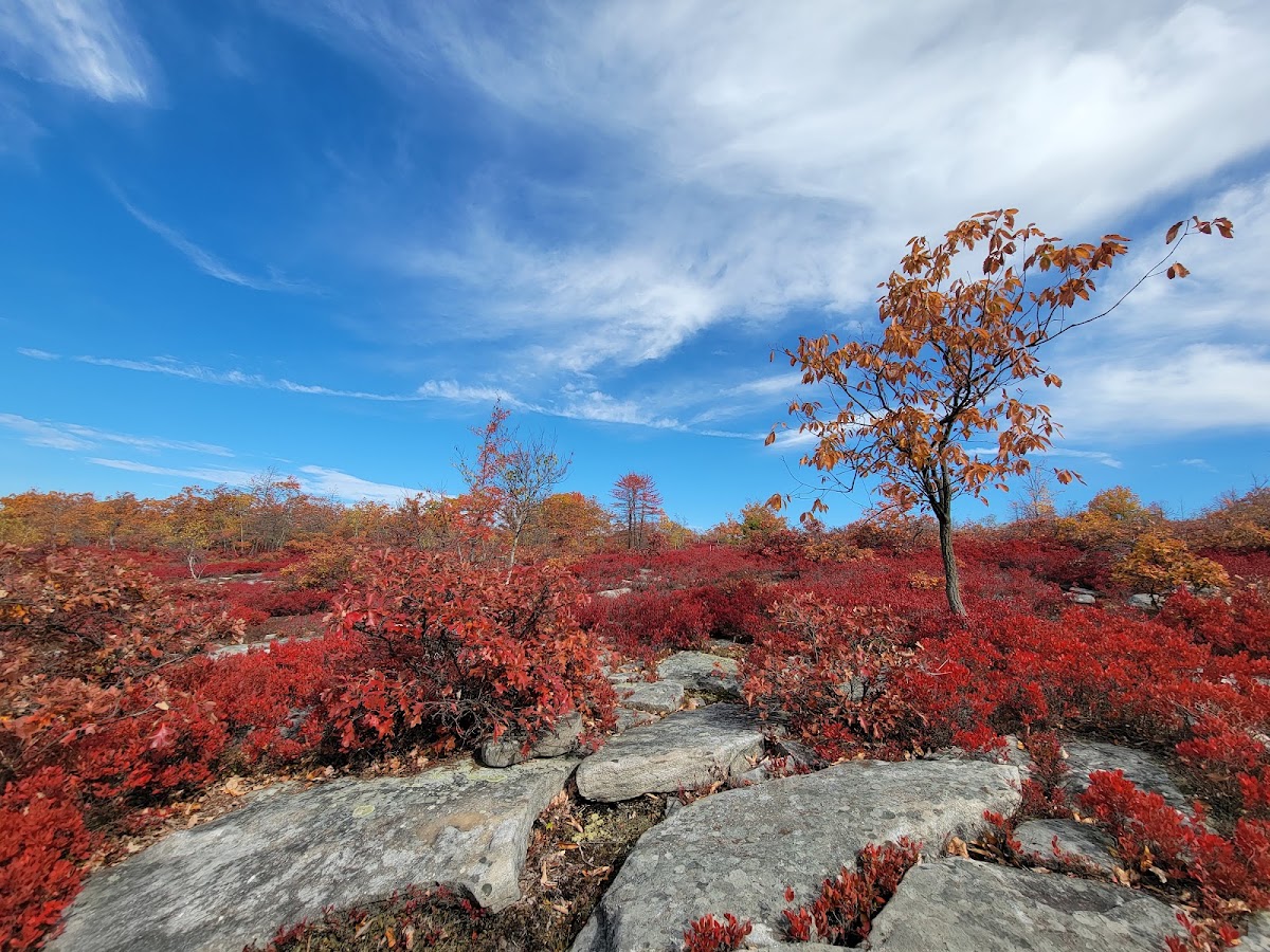 Dick & Nancy Eales Preserve at Moosic Mountain