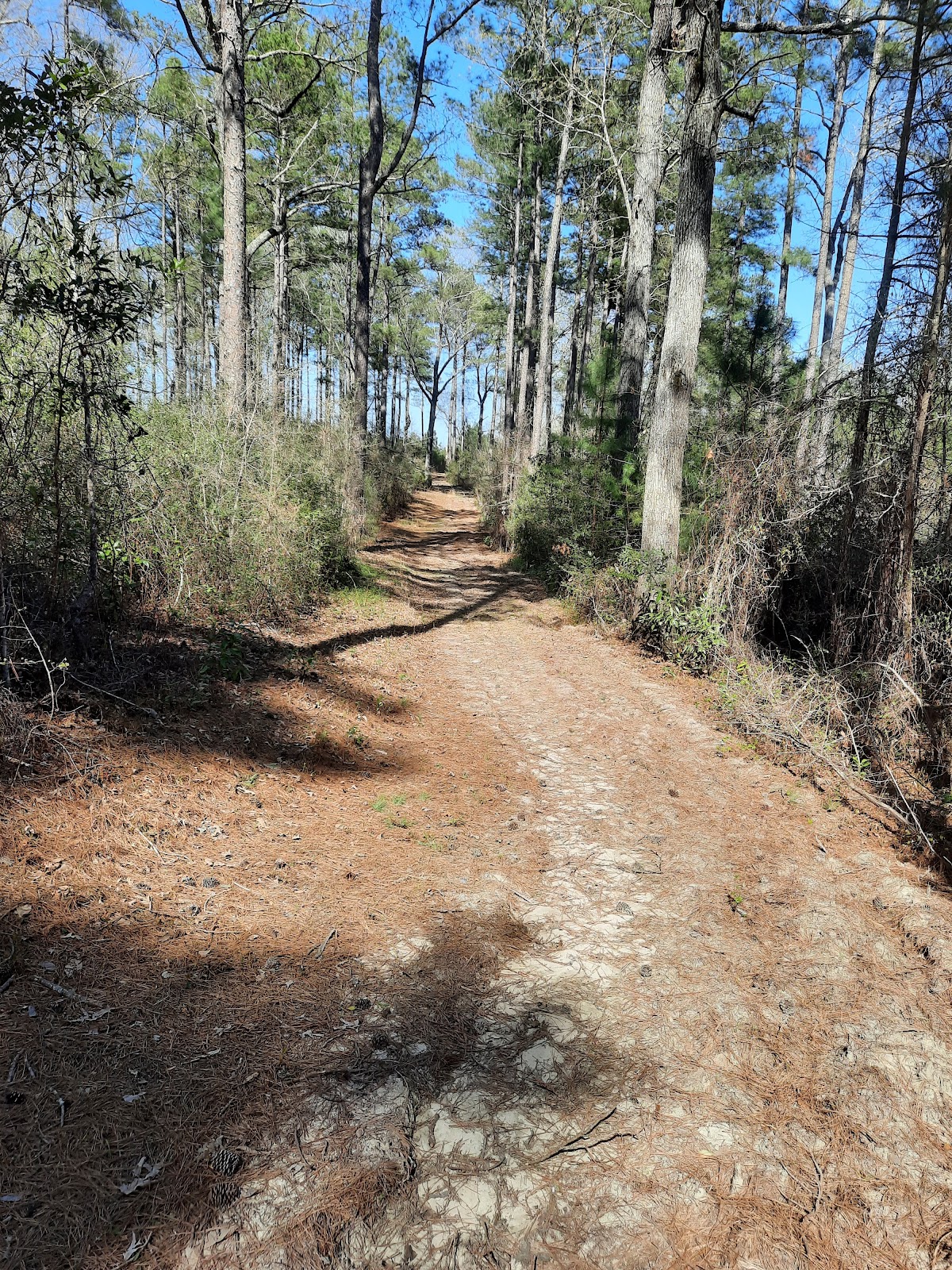 Sand Hills State Forest