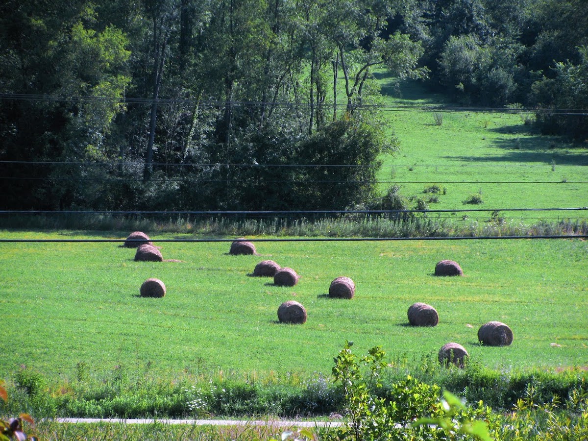 Conotton Creek