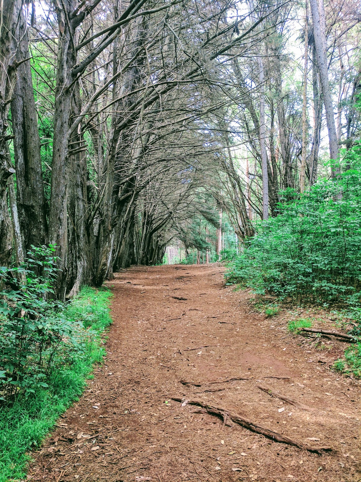 Waihou Spring Forrest Reserve