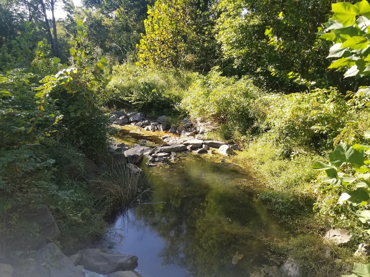 Accotink Creek