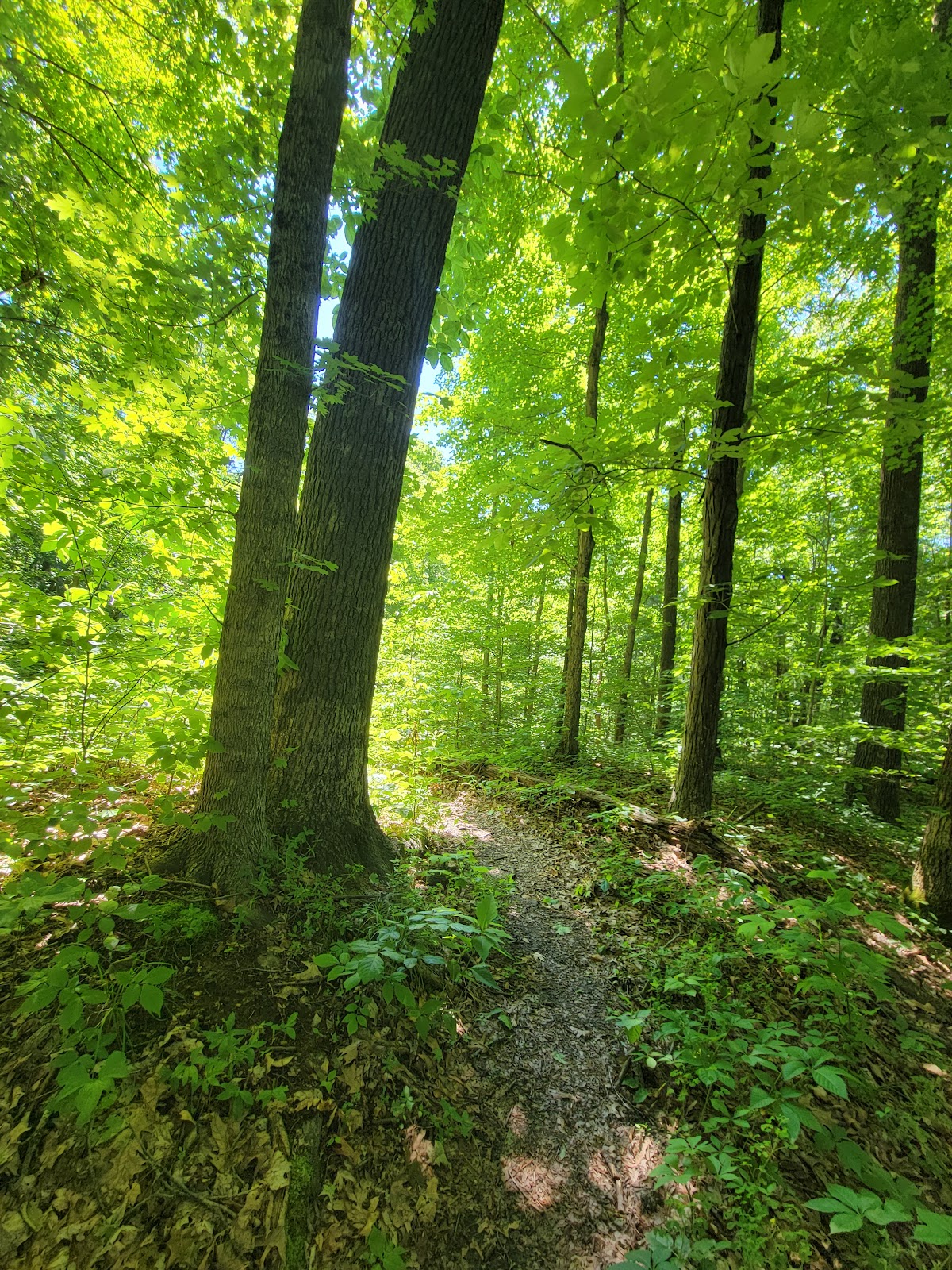 Godwin Trail/River to River Trail