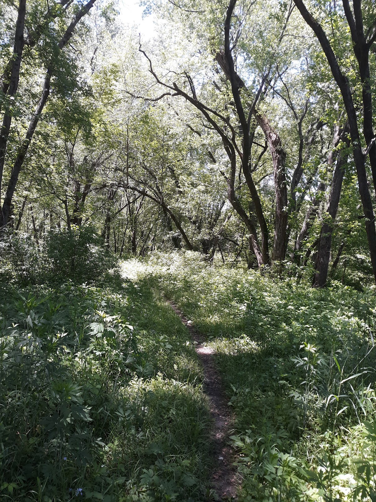 Black Hawk Creek