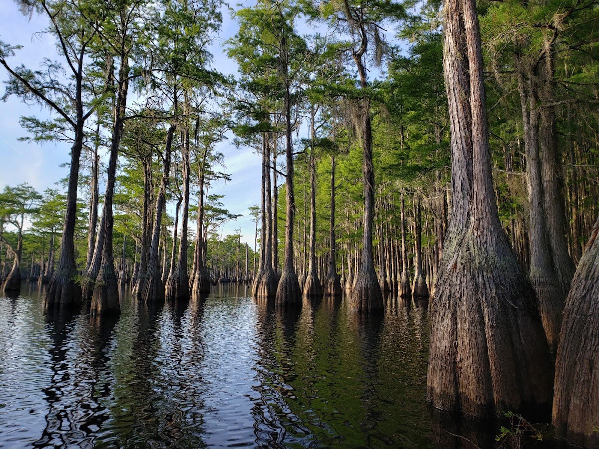 George L Smith State Park