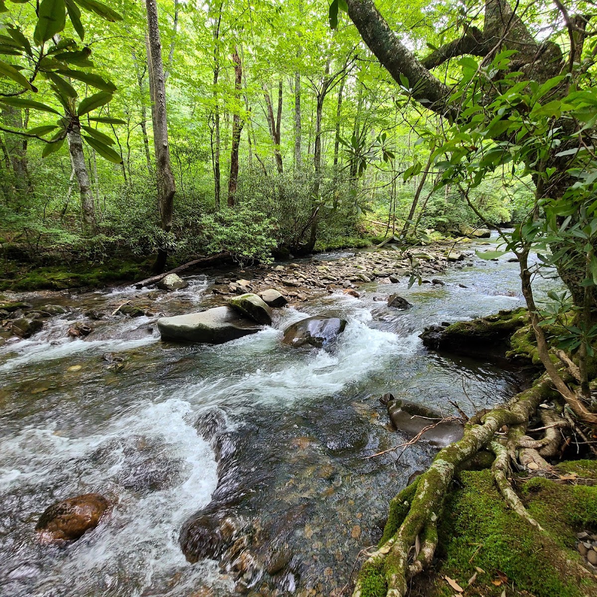 Bradley Fork