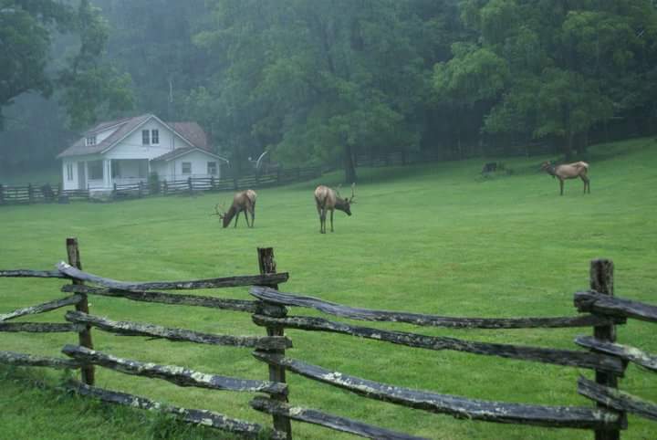 Cataloochee Creek