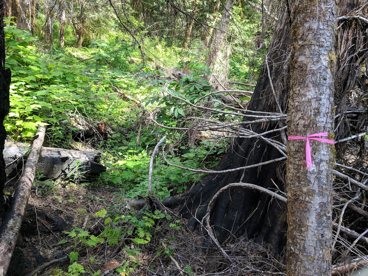 Newhalem Creek Trail