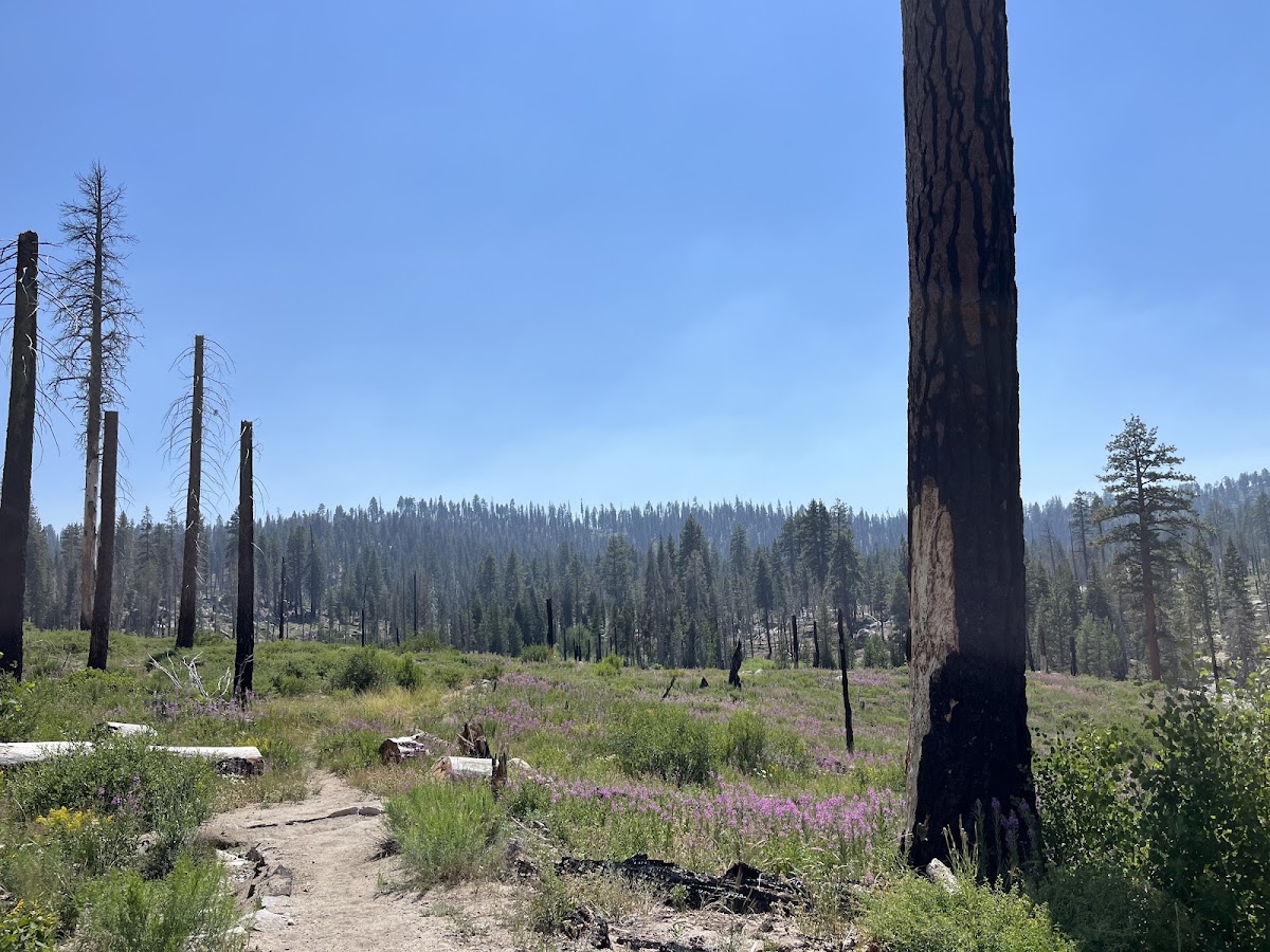 Mono Meadow Trail