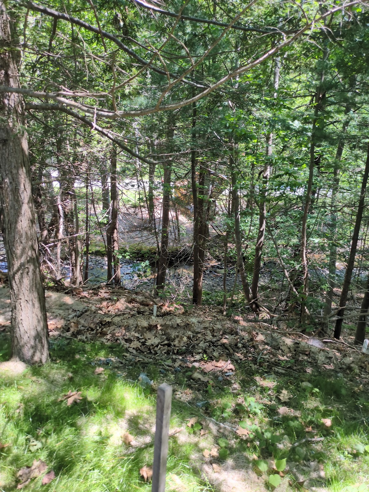 Great Meadow Loop