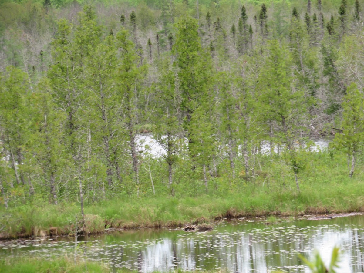 Lake Thirteen