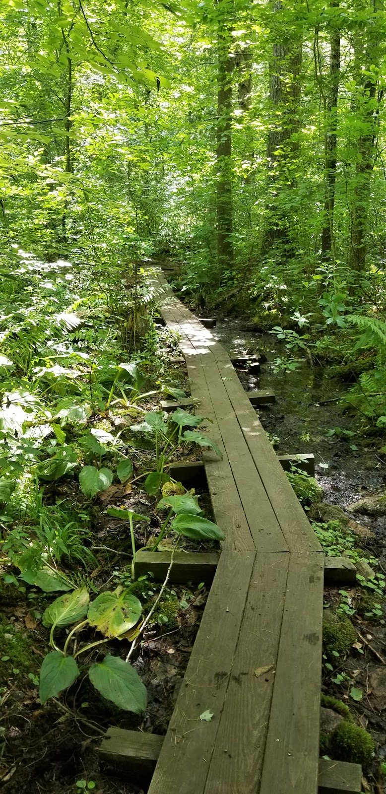 Arcadia trail