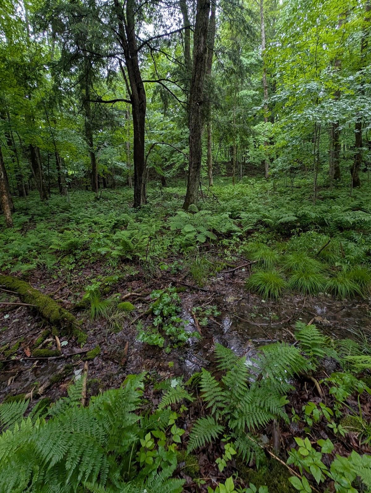 Bear Creek