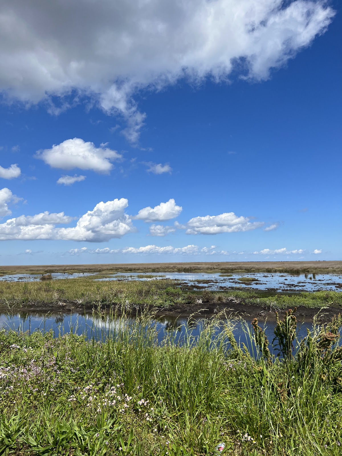 Cedar Island National Wildlife Refuge