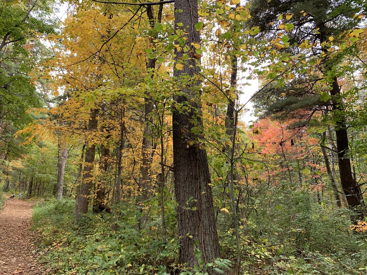 Weddlewood Trail