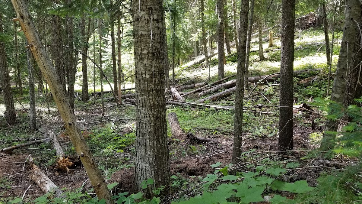 American Ridge Trail