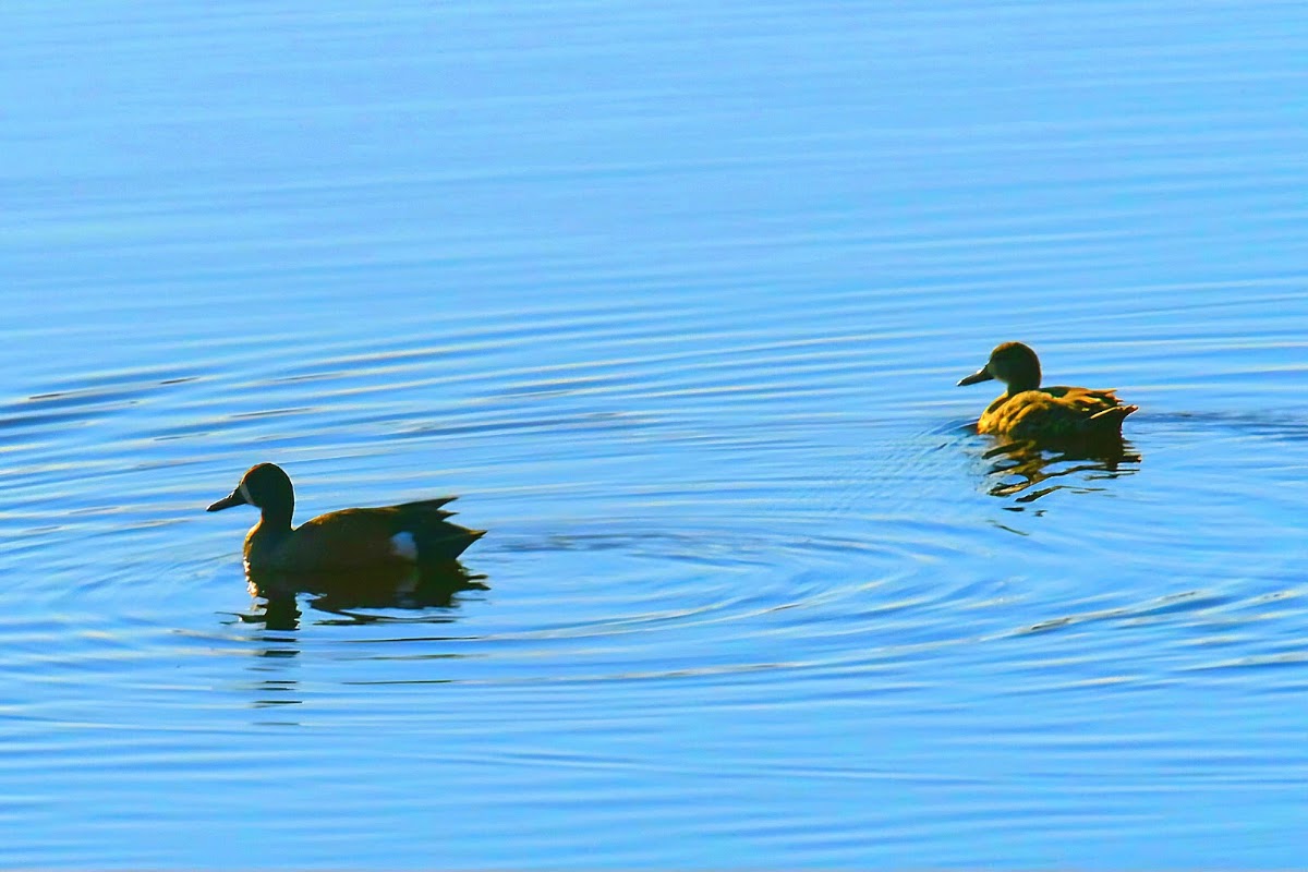 Lake Montello