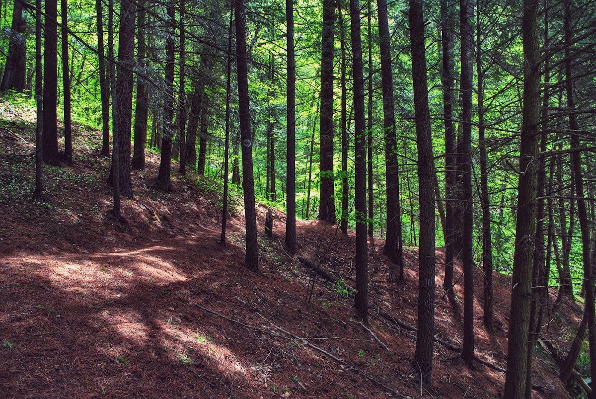 Mount Pisgah Hemlock-Hardwoods State Natural Area