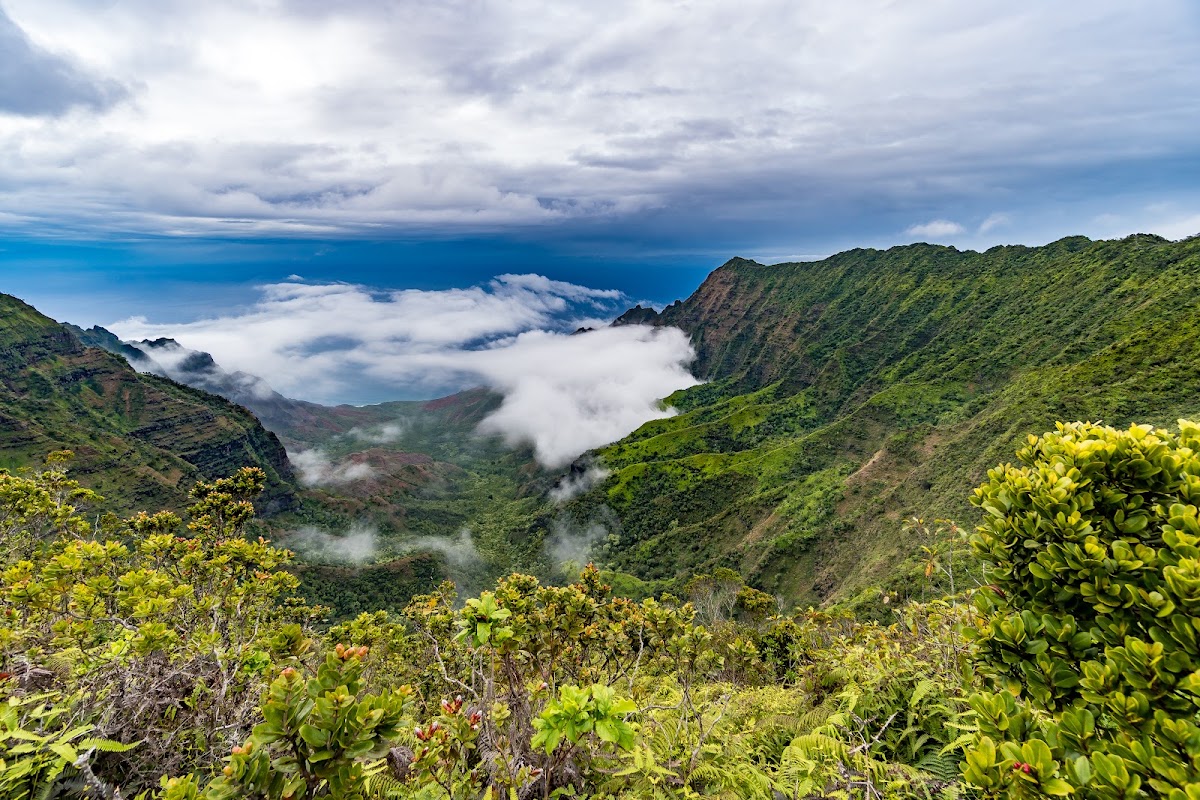 Pihea Trail