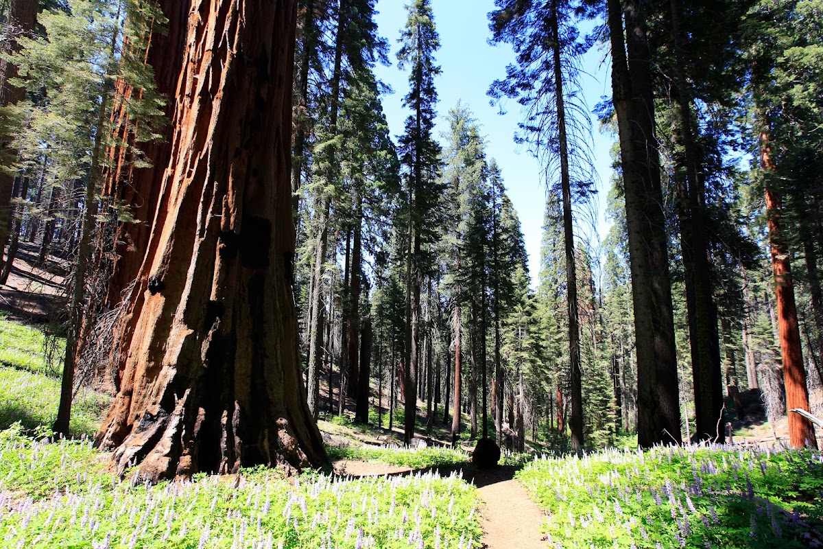 Bear Hill Trail