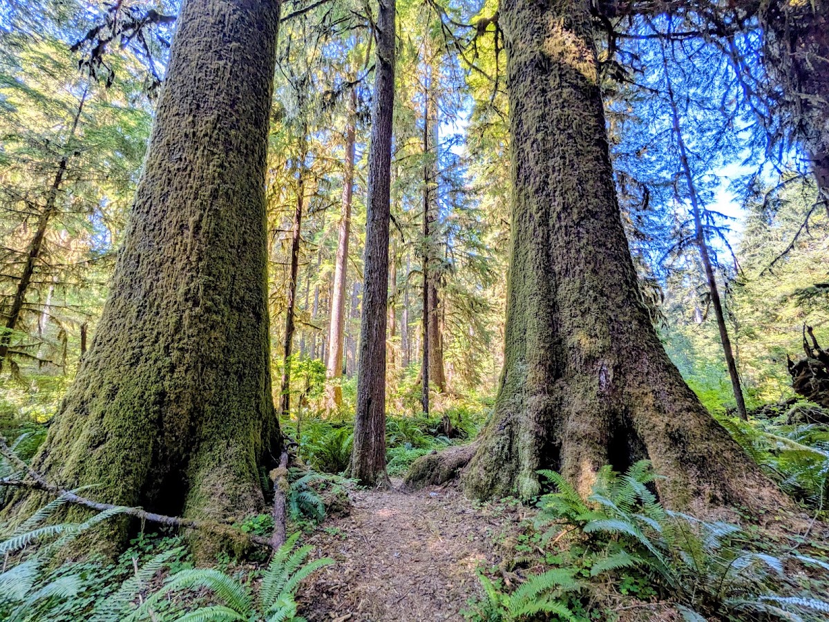 Bogachiel River Trail