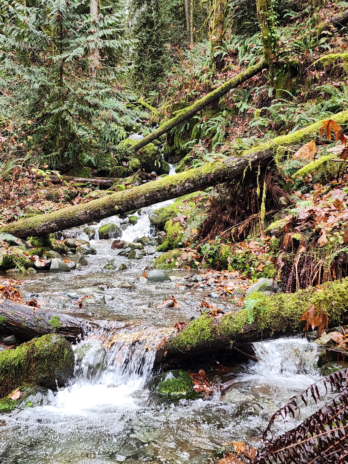 Dosewallips River Trail