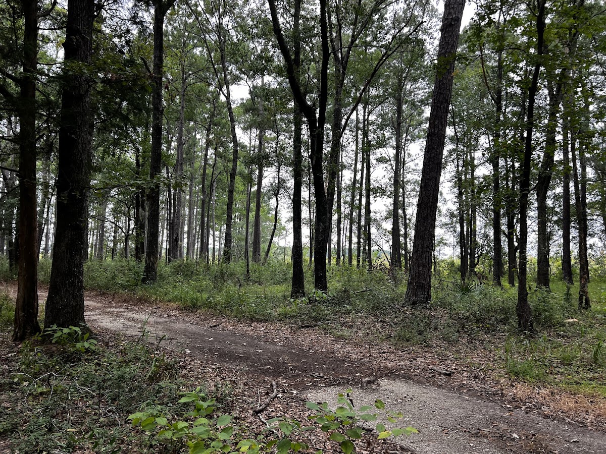 Marrington Plantation