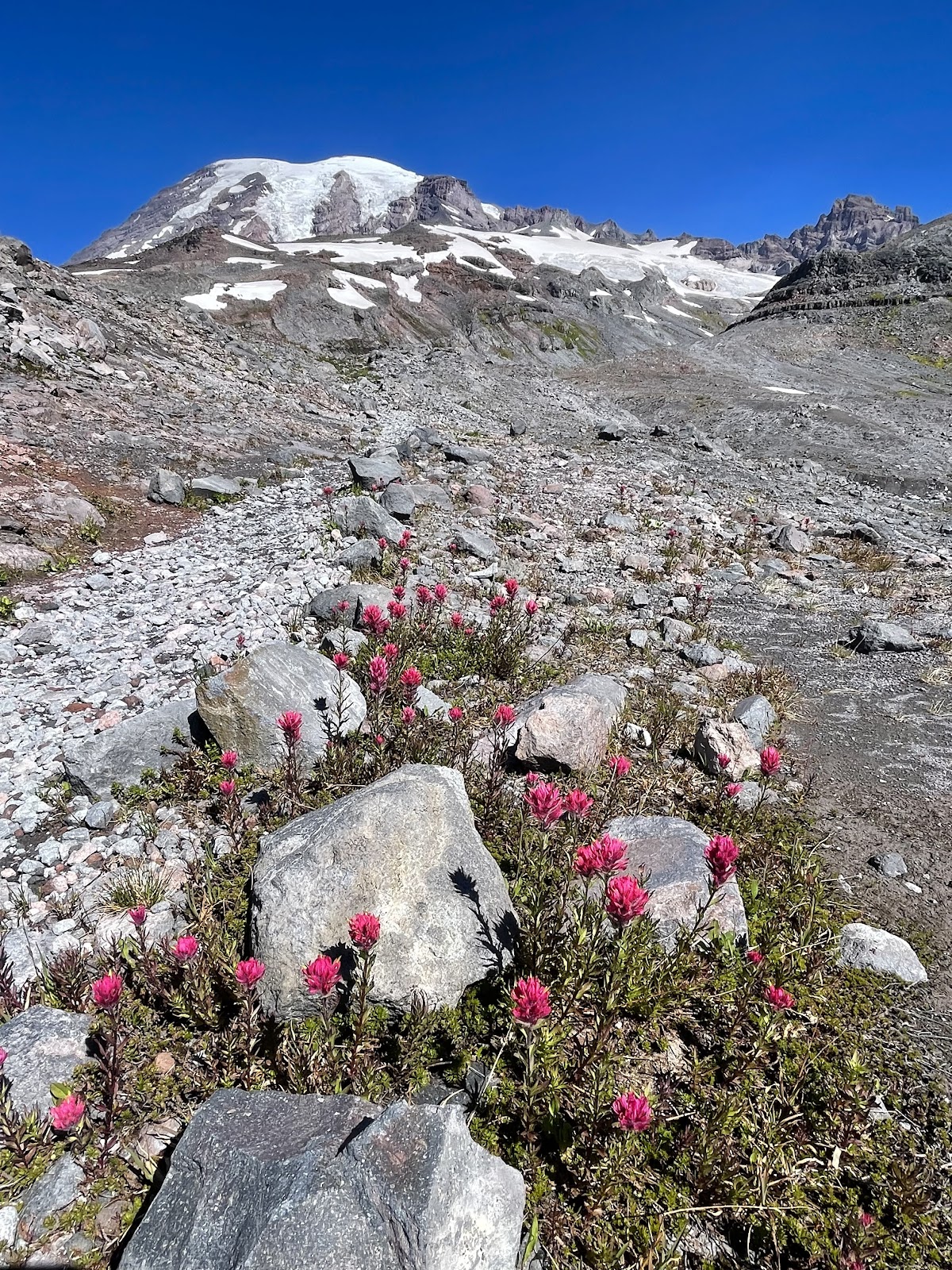 Paradise Glacier Trail