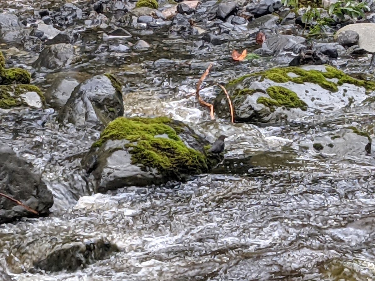 South Fork Sauk River