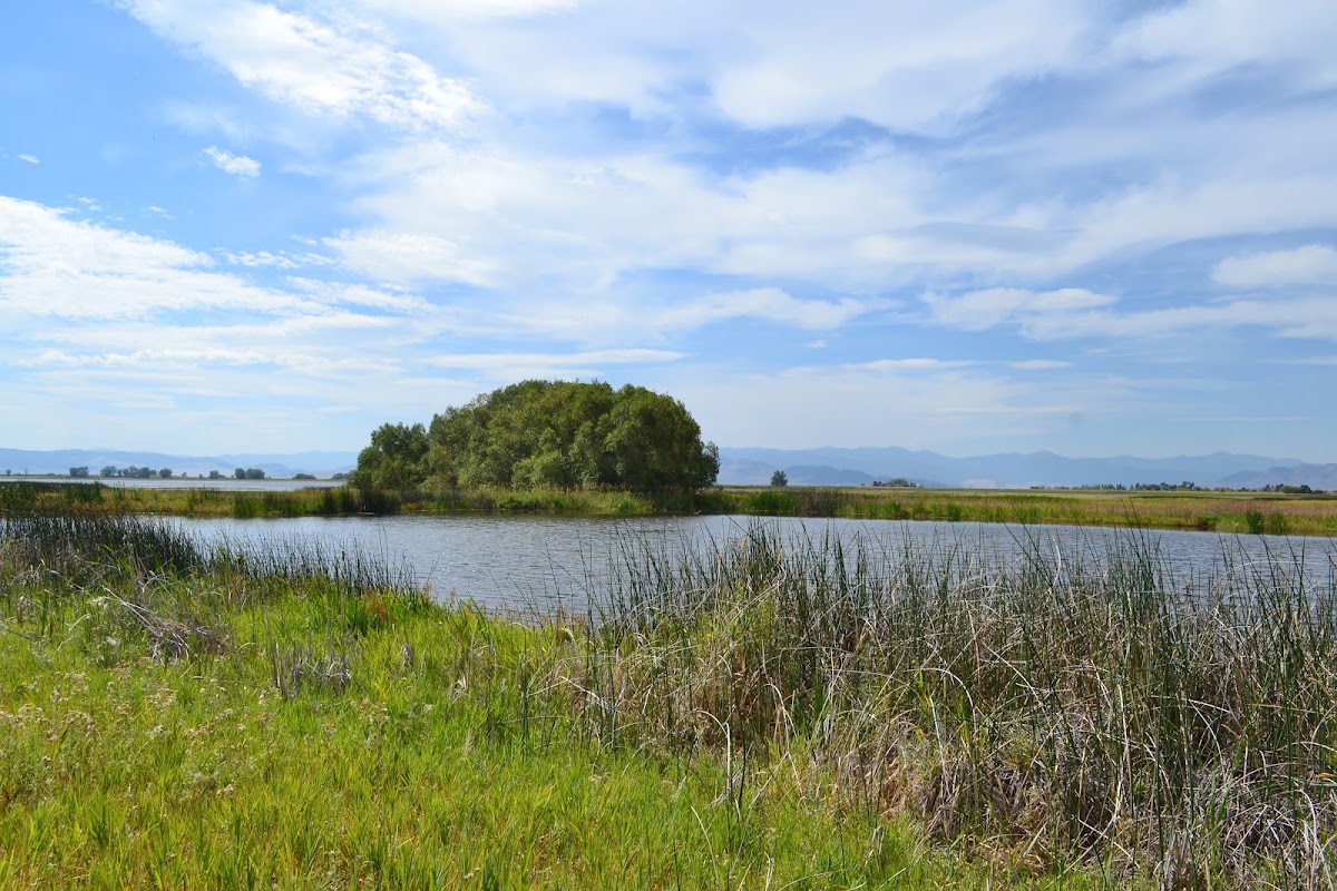 Ninepipe Reservoir