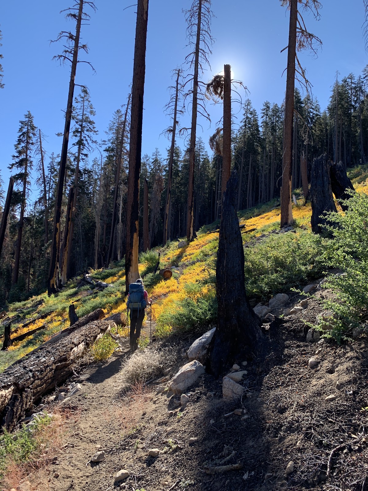 Tar Gap Trail