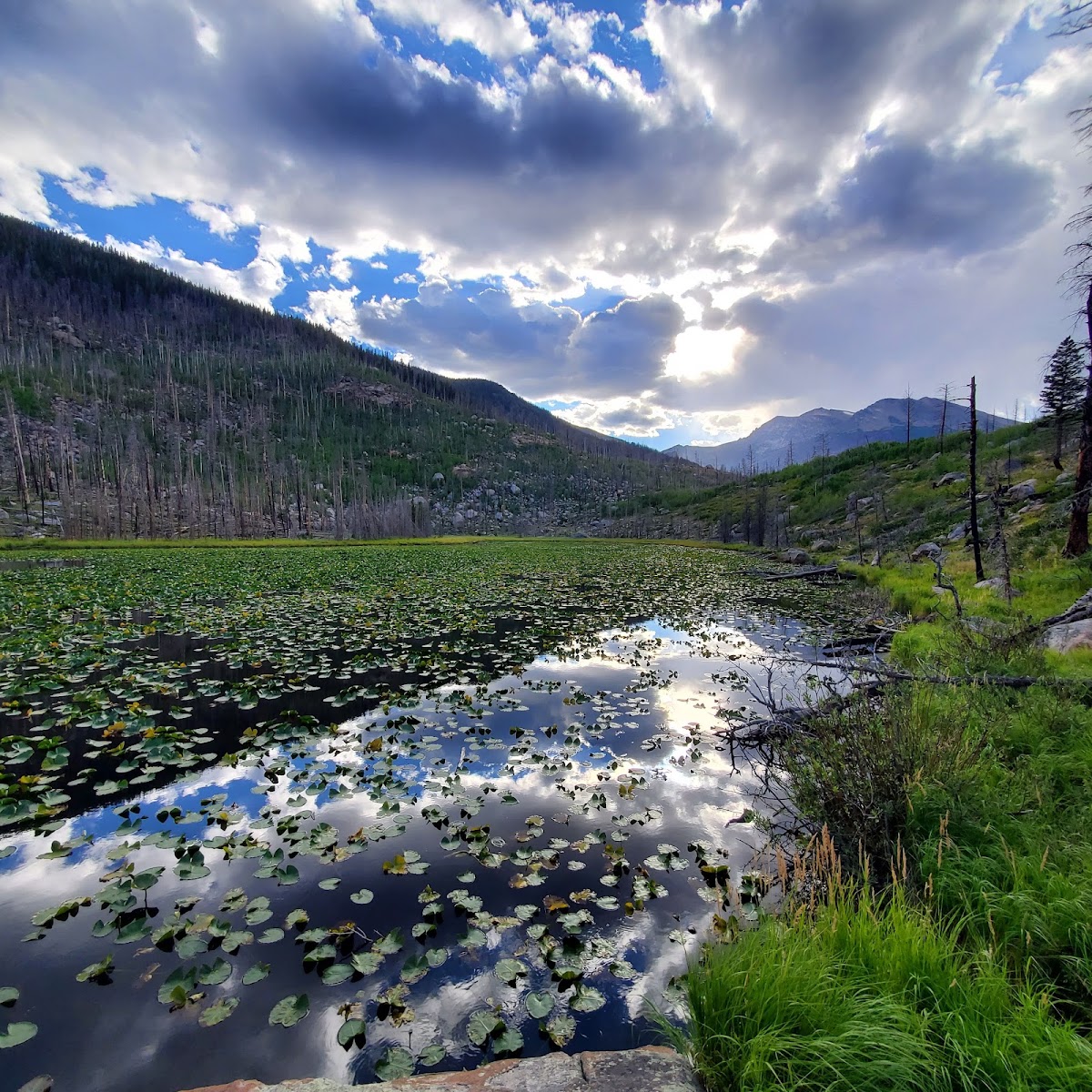 Cub Lake Trail