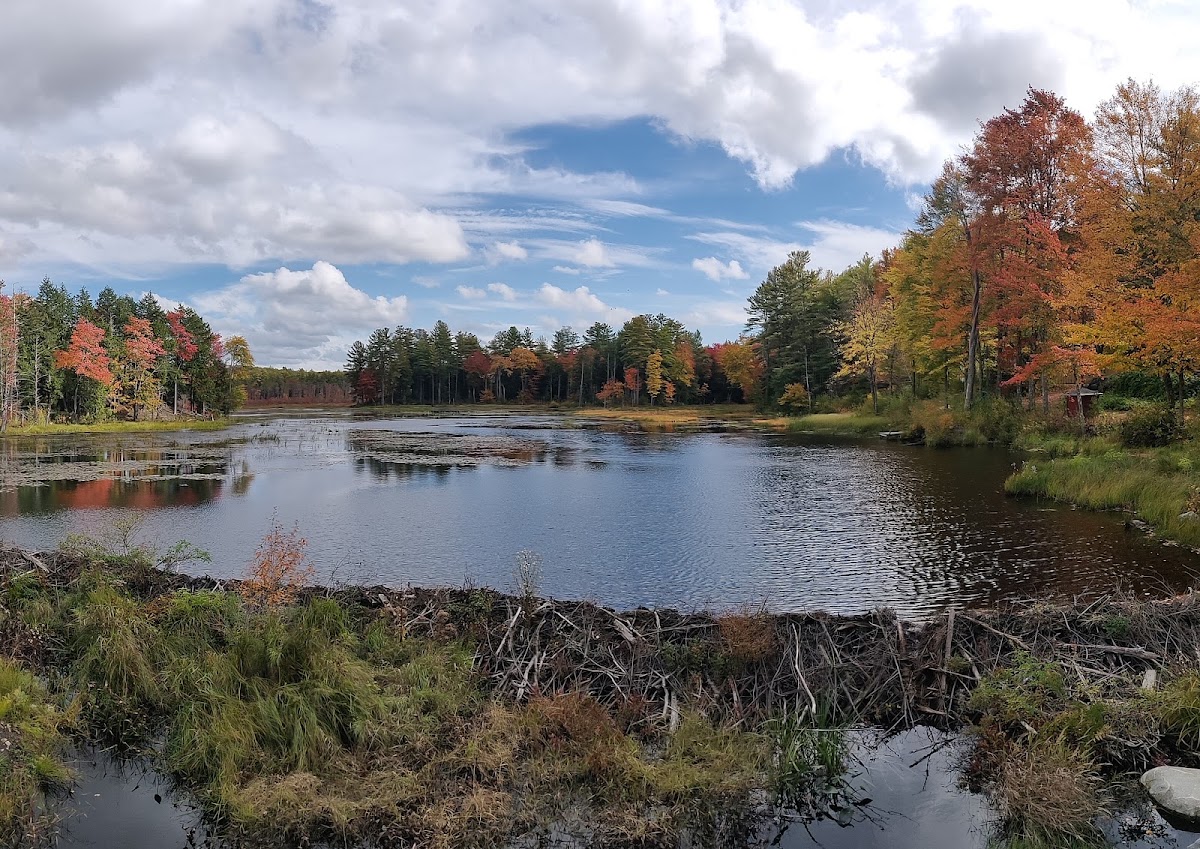 Lawrence Brook