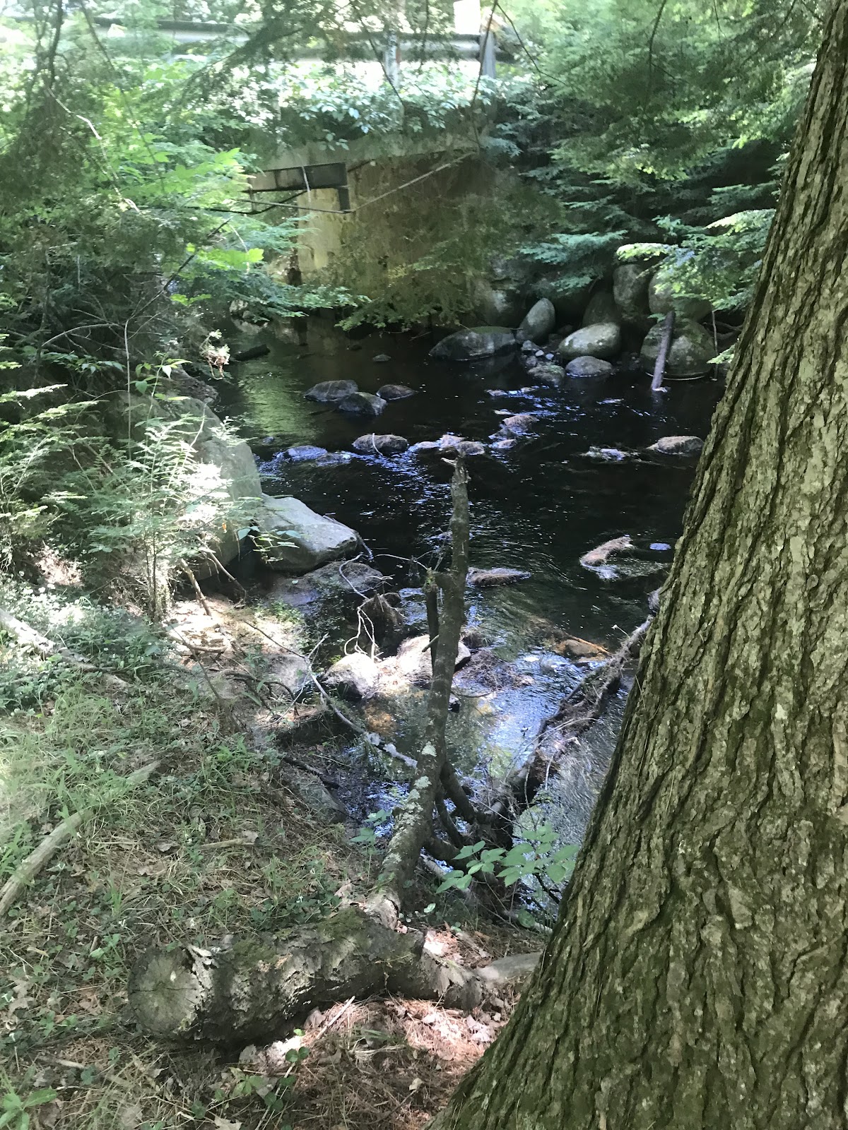 Pine River State Forest