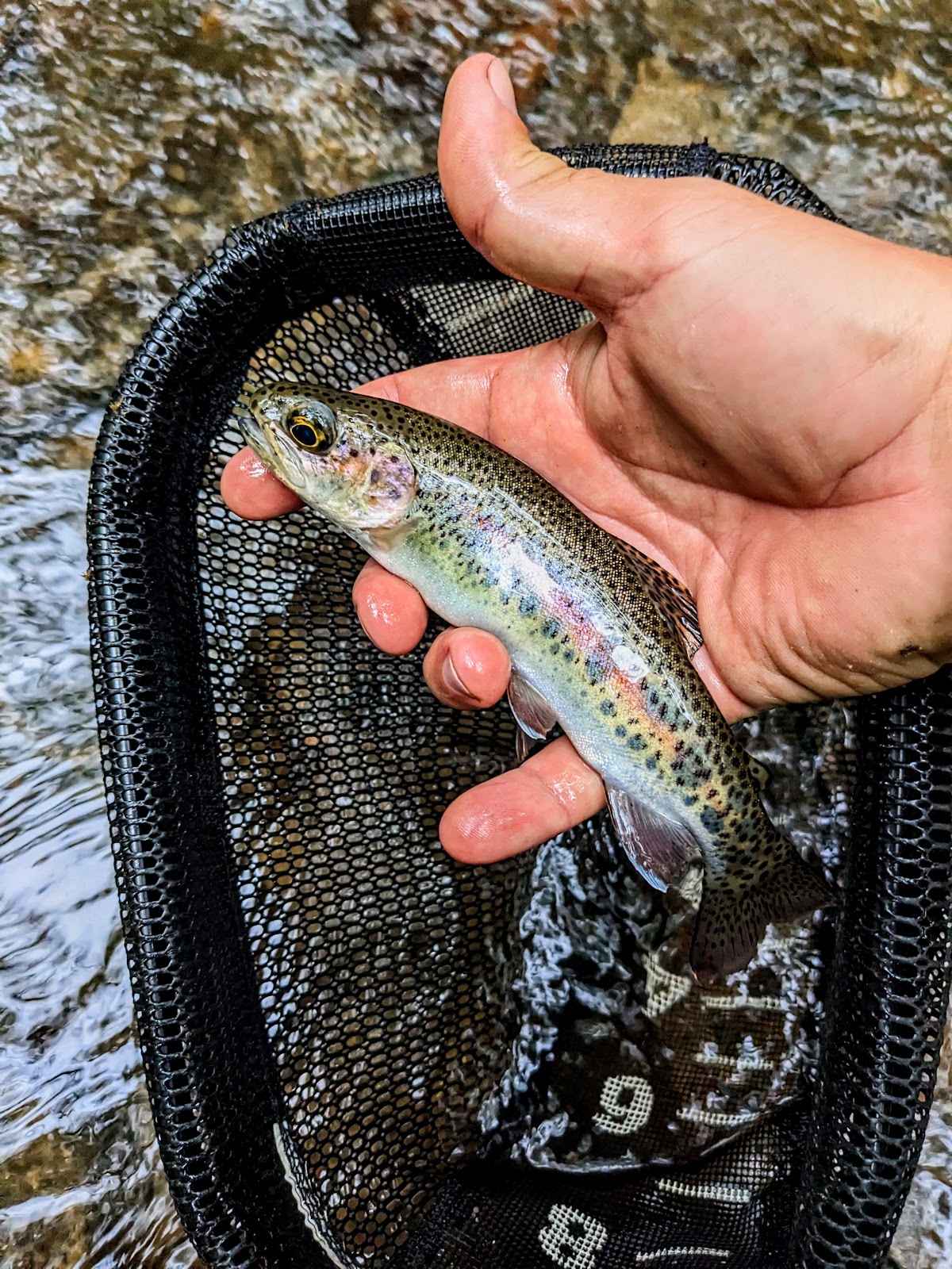 Walnut Fork