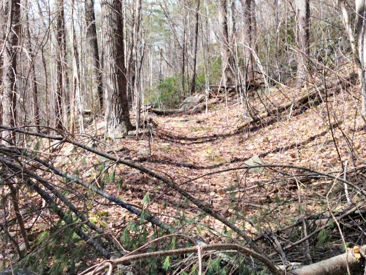 Broad Hollow Trail