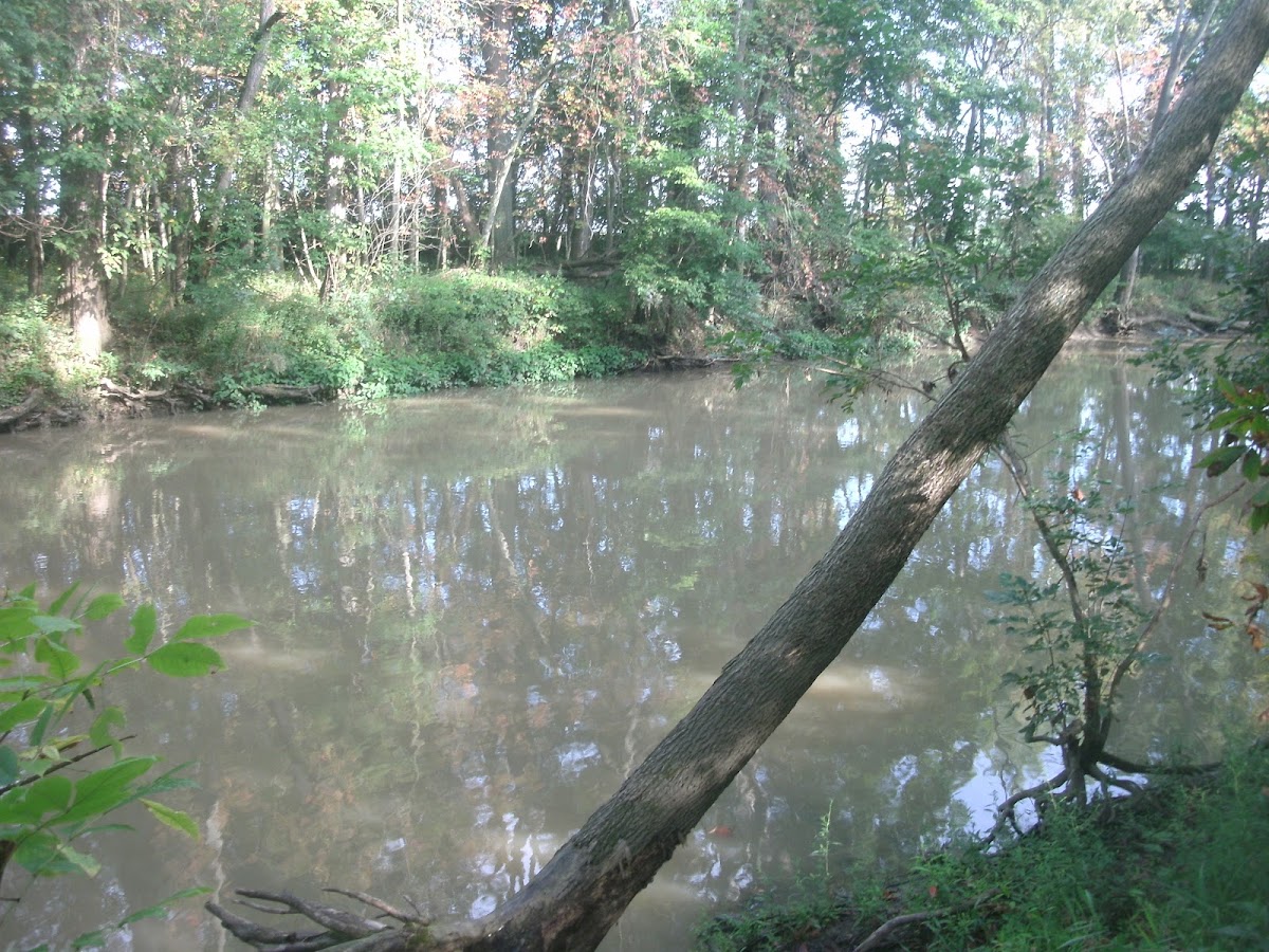 Tymochtee Creek