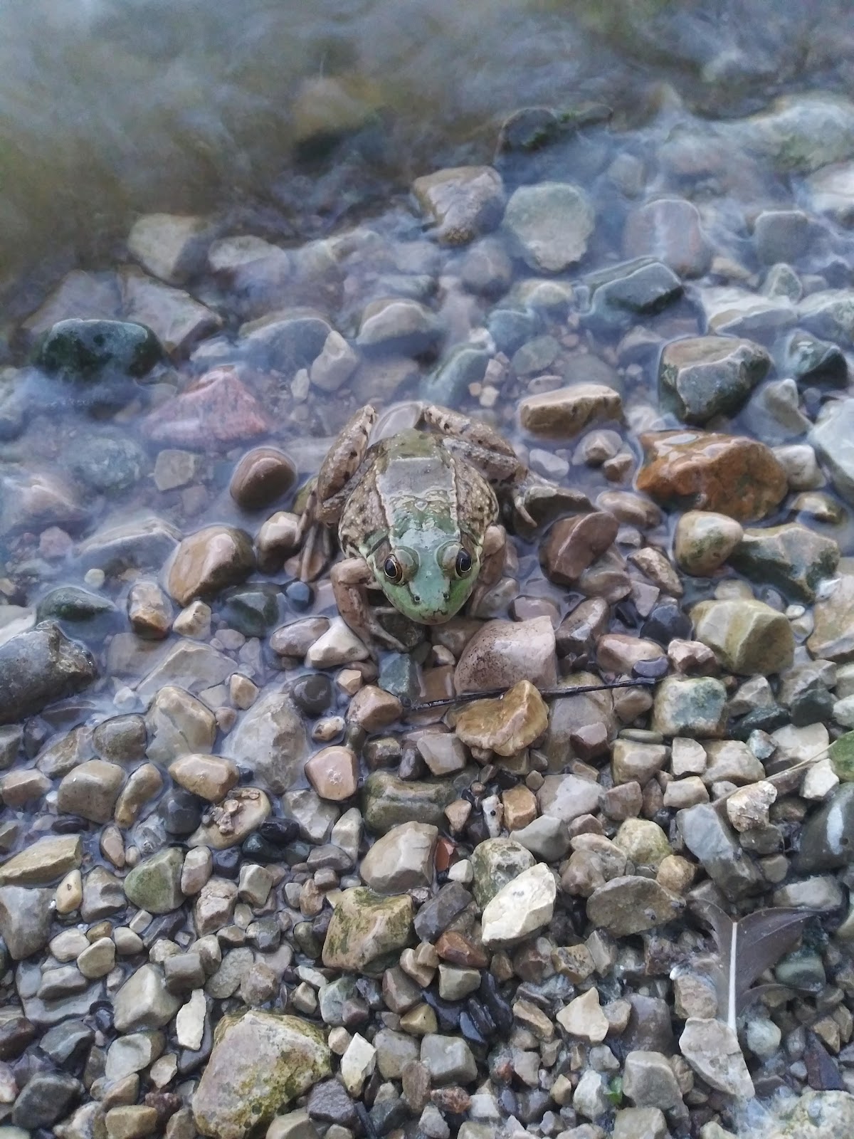 Little Darby Creek