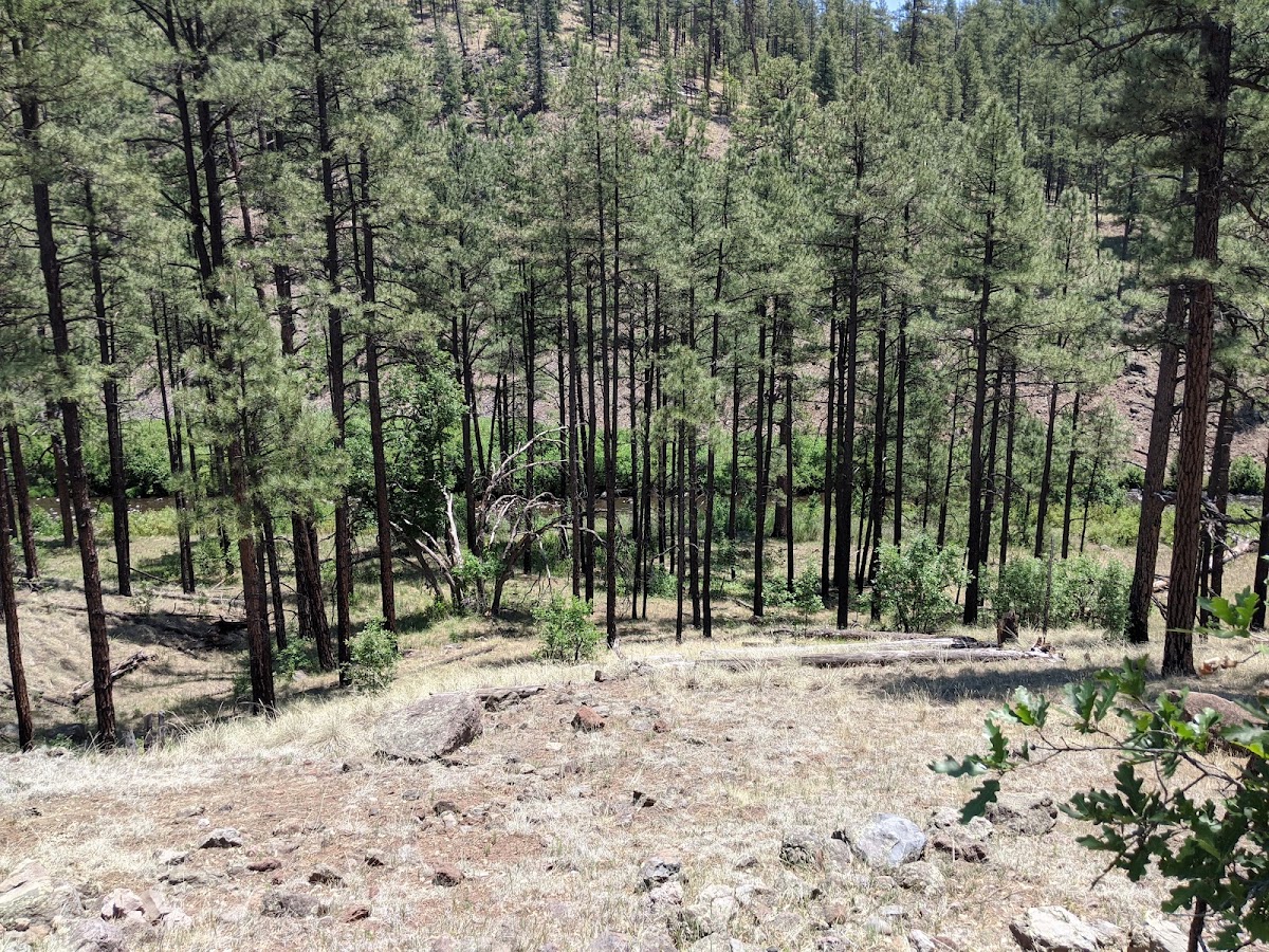 Bear Wallow Trail