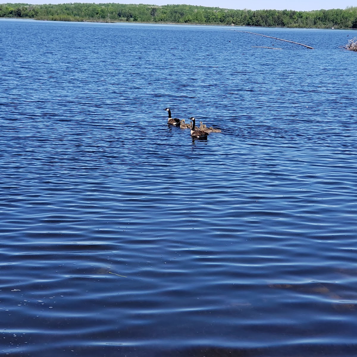 Scatterd Rice Lake