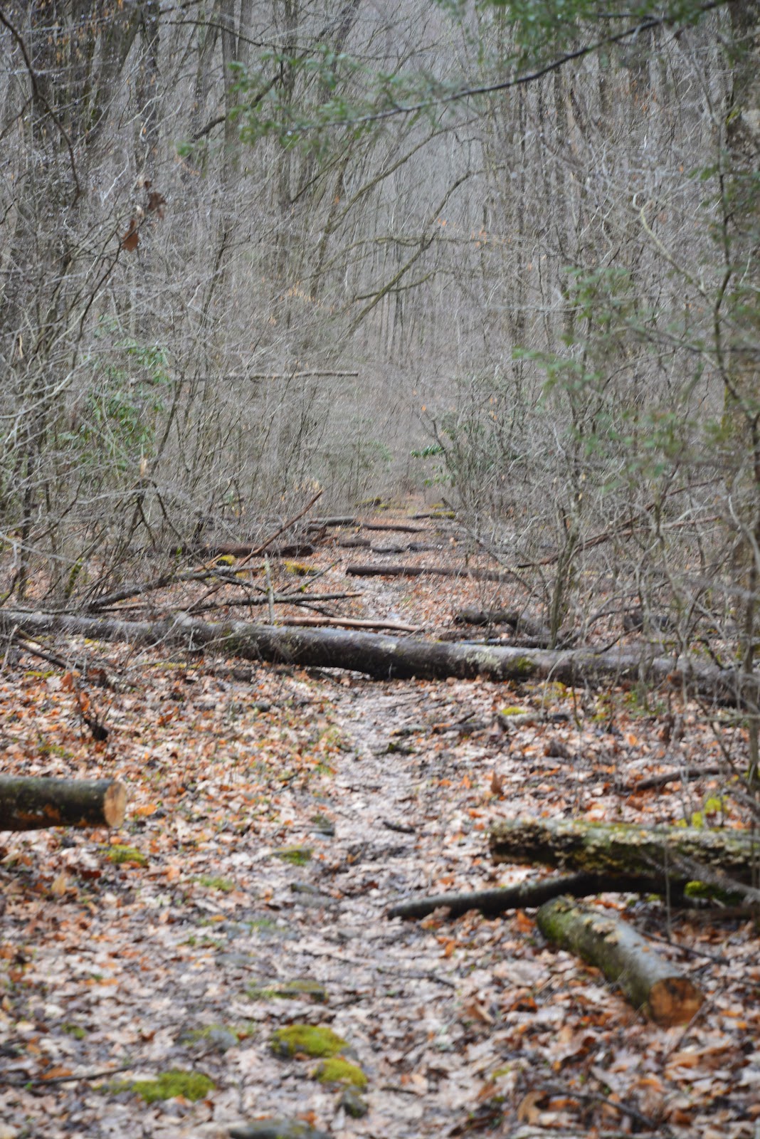 Middle Fork Trail