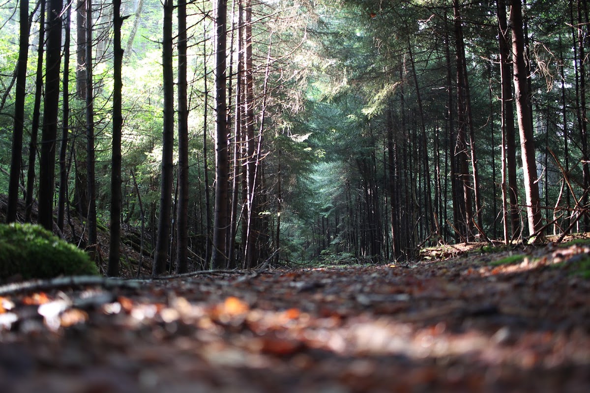 Forks of Cranberry Trail