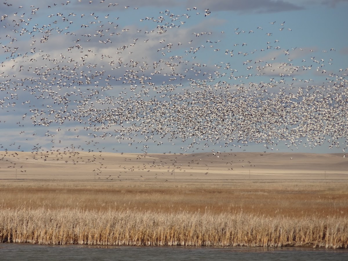 Freezeout Lake