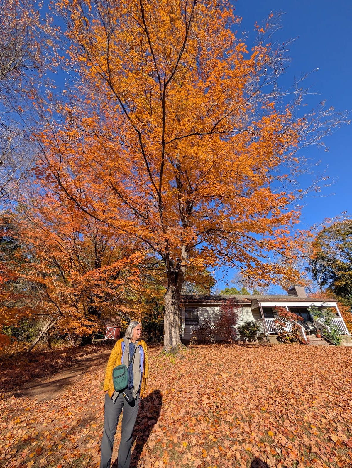 William L Hutcheson Memorial Forest